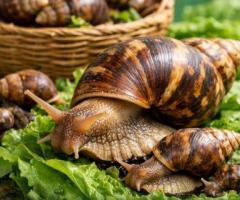 Vente d'escagots géants africains